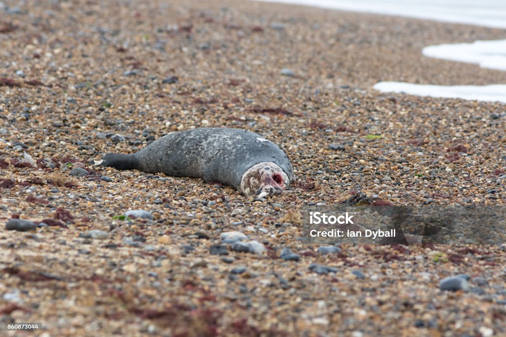 Dead seal. Recently killed marine mammal. Rotting carcass of marine animal on beach Dead seal. Recently killed marine mammal. Rotting carcass of marine animal on beach. Remains of washed up grey seal body. Beach Stock Photo