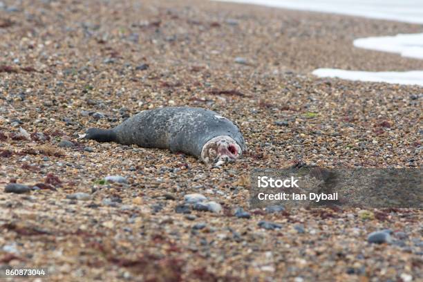 Dead Seal Recently Killed Marine Mammal Rotting Carcass Of Marine Animal On Beach Stock Photo - Download Image Now