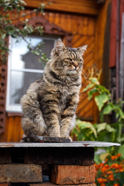 istock Proud Siberian cat looking ahead on patrol 860873168