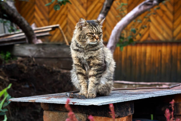 istock Old furry Siberian cat looking right side 860874186