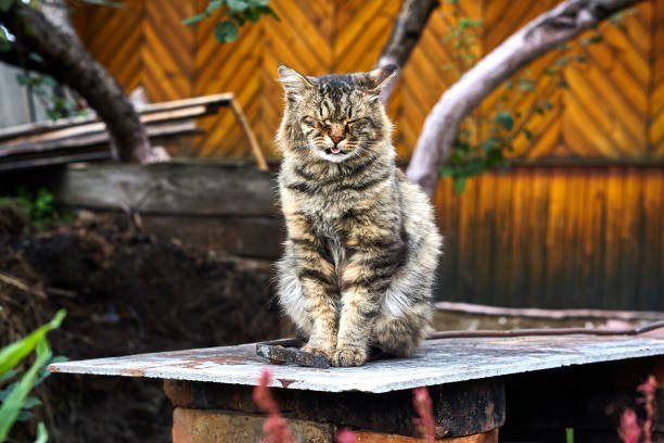 istock Siberian cat with closed eyes and showing tongue 860877148