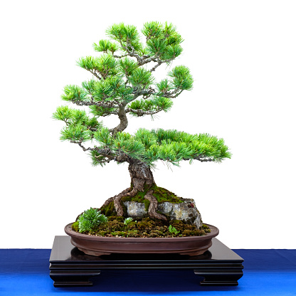 Japanese five finger pine (Pinus parviflora) conifer as Bonsai tree is growing over a rock