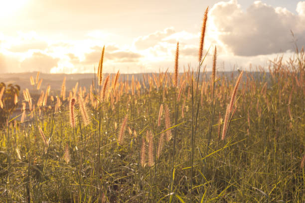 istock Beautiful sunset in warm tone. 860880948