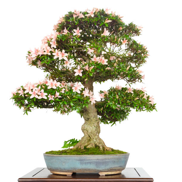istock Azalea Rhododendron as bonsai tree with pink flowers 860883818