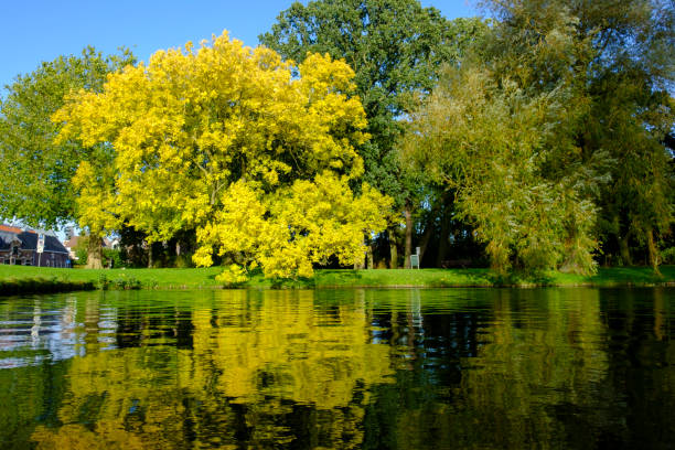 Golden or yellow leaves on a Golden Ash tree in the fall Golden or yellow leaves on a Fraxinus excelsior 'Jaspidea' (Golden Ash) tree in a park next to a pond. Clear blue sky in the background. fraxinus excelsior jaspidea stock pictures, royalty-free photos & images