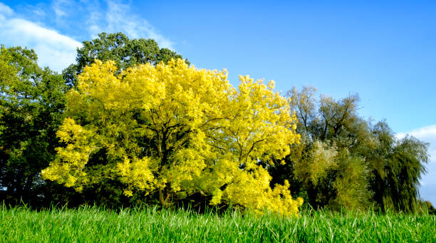 Golden or yellow leaves on a Golden Ash tree in the fall Golden or yellow leaves on a Fraxinus excelsior 'Jaspidea' (Golden Ash) tree in a public park. Clear blue sky in the background. fraxinus excelsior jaspidea stock pictures, royalty-free photos & images