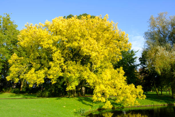 Golden or yellow leaves on a Golden Ash tree in the fall Golden or yellow leaves on a Fraxinus excelsior 'Jaspidea' (Golden Ash) tree in a public park. Clear blue sky in the background. fraxinus excelsior jaspidea stock pictures, royalty-free photos & images