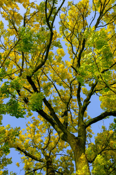 Upwards shot of golden or yellow leaves on a Golden Ash tree Upwards shot of golden or yellow leaves on a Fraxinus excelsior 'Jaspidea' (Golden Ash) tree. Clear blue sky in the background. fraxinus excelsior jaspidea stock pictures, royalty-free photos & images