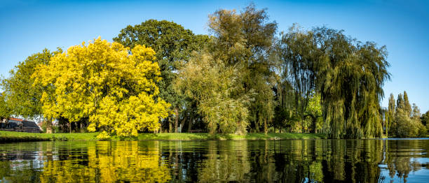 Golden or yellow leaves on a Golden Ash tree in the fall Golden or yellow leaves on a Fraxinus excelsior 'Jaspidea' (Golden Ash) tree in a park next to a pond. Clear blue sky in the background. Panorama image. fraxinus excelsior jaspidea stock pictures, royalty-free photos & images