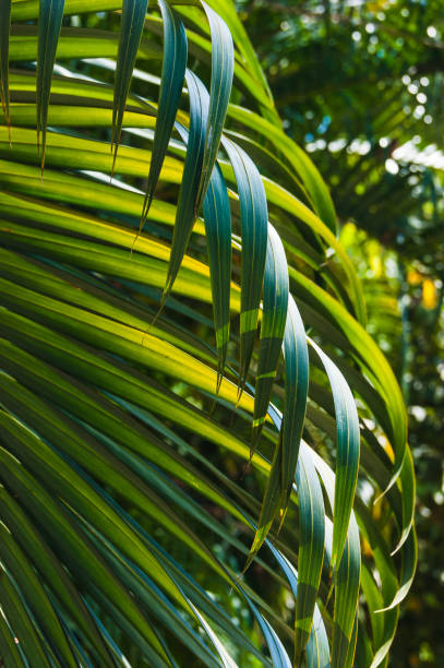 istock grove of coconut trees on a sunny day 860888790