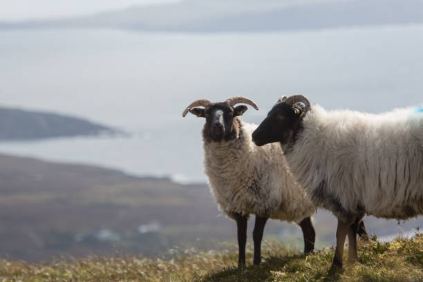istock Two sheep on Achill Island cliffs, with views over the Atlantic 860889414