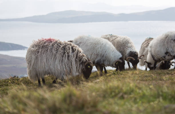 istock Flock of sheep eating grass on Achill Island cliffs 860889482