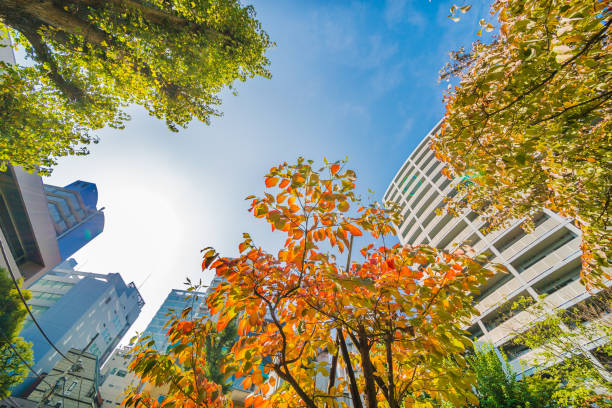 istock Autumn leaves in the city 860892490