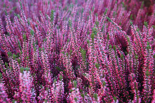 Wild heather blooming in mid August on a remote Scottish hill.