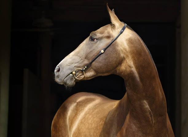istock Akhal-Teke horses low key portrait 860892900