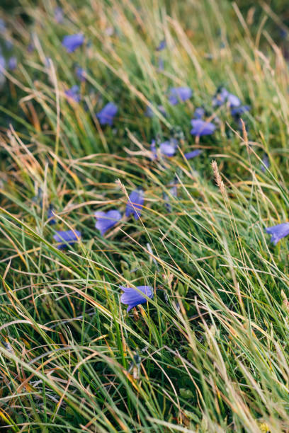 istock Beautiful violet flowers in the mountains 860895198