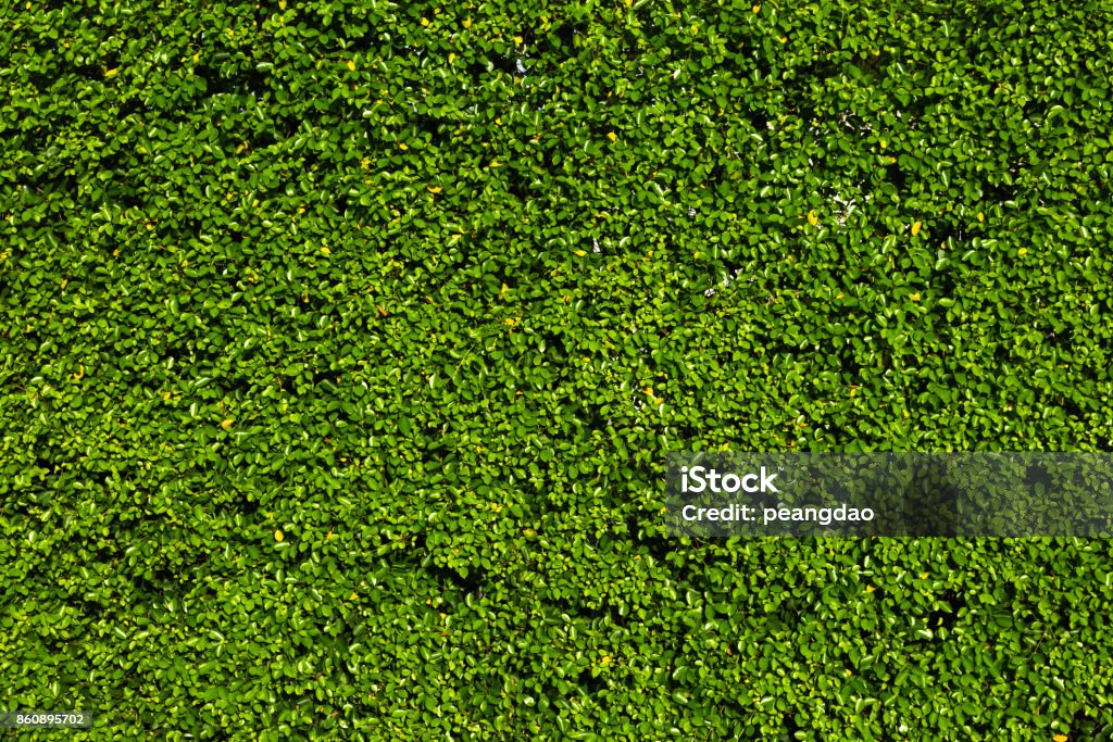 Nature vert feuille fond et texturé, mur de feuilles pour le fond - Photo de Lierre libre de droits