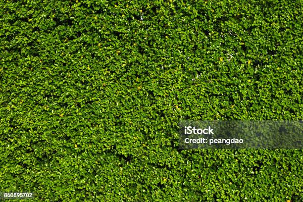 Nature Green Leaf Background And Textured Leaves Wall For Background Stock Photo - Download Image Now