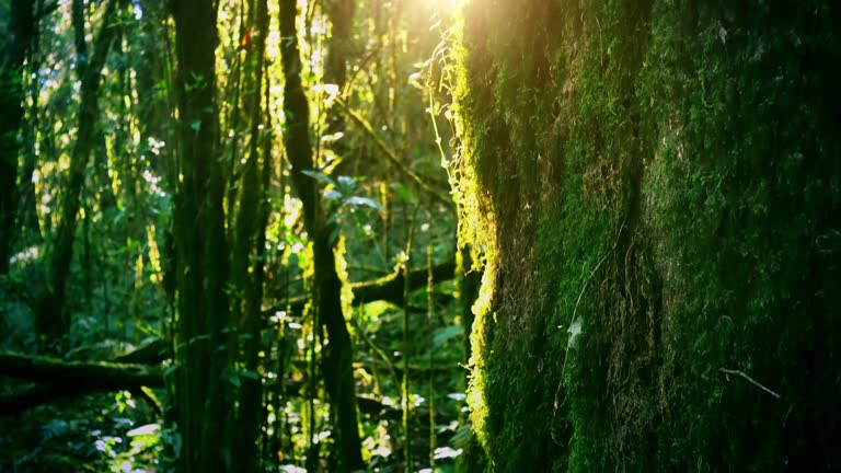 Tropical rain forest trees, Birth of cloud