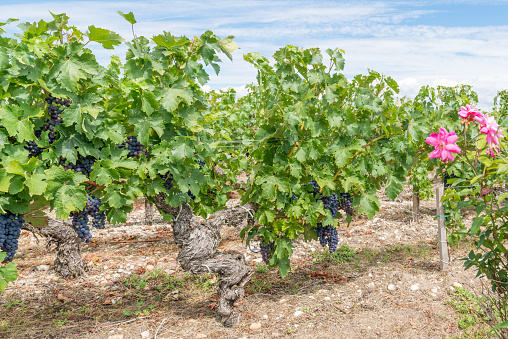 Vines in Pauillac, in the Médoc