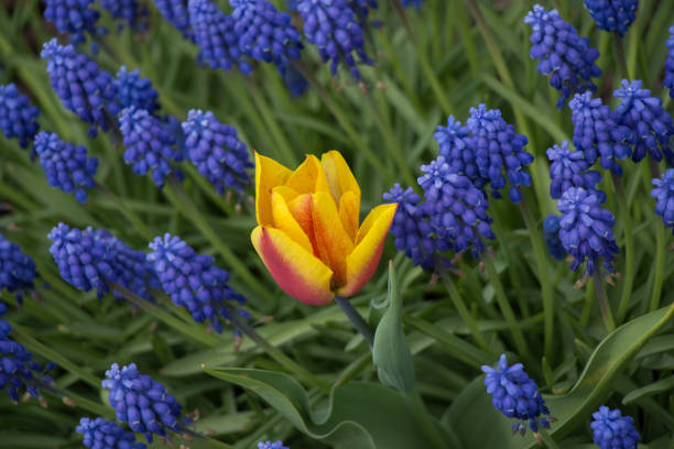 istock Single  Tulip Flower in Spring Season 860898888