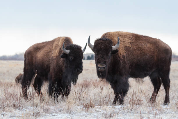 istock Wild Bison Standing in the Colorado Snow 860899414