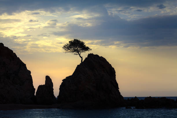 Silhouette of a lonely tree on a rock