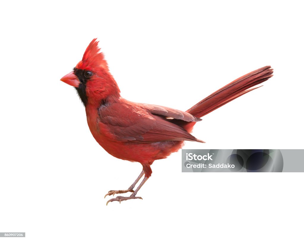 Mâle Cardinal rouge - Photo de Fond blanc libre de droits