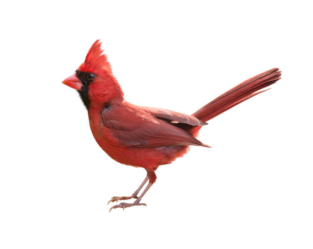 Male Northern Cardinal Male Northern Cardinal (Cardinalis) - Isolated on  white background northern cardinal stock pictures, royalty-free photos & images