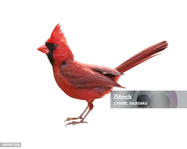 Male Northern Cardinal Stock Photo - Download Image Now - White Background, Bird, Red