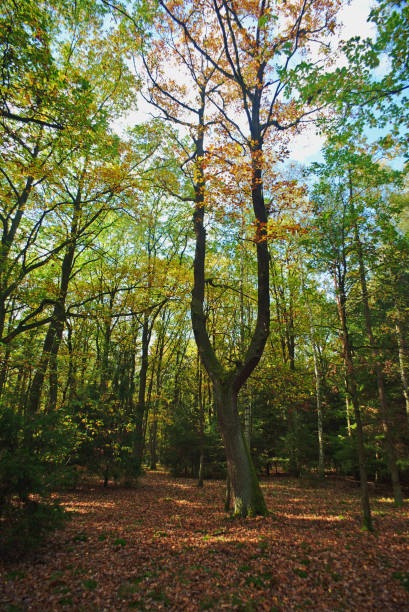 istock Massive oak in the autumn forest 860907286