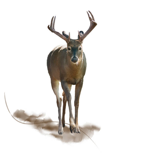 istock Male Deer watercolor 860907388