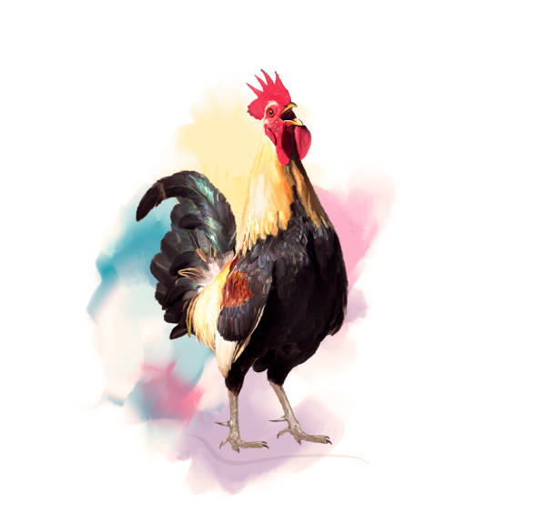 istock Crowing Rooster watercolor 860907840