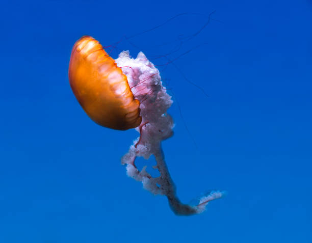 istock Jelly Fish in the ocean 860910588