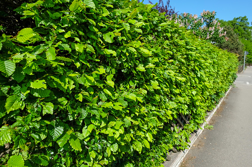 Green hedge with hornbeam plants in spring