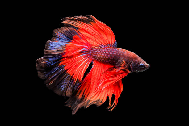 istock red siamese fighting fish on black background. 860912978
