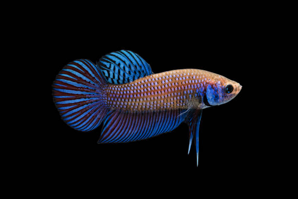 istock yellow blue siamese fighting fish on black background. 860915154