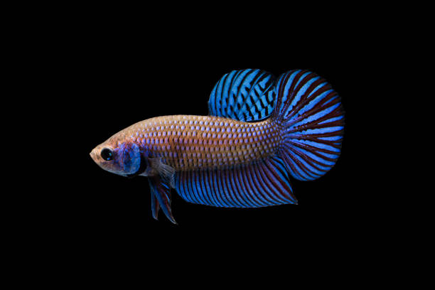 istock yellow blue siamese fighting fish on black background. 860915526