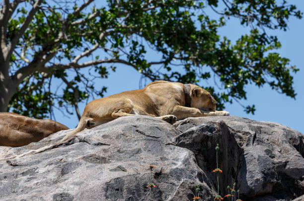 istock A radio-collared Lioness 860915906