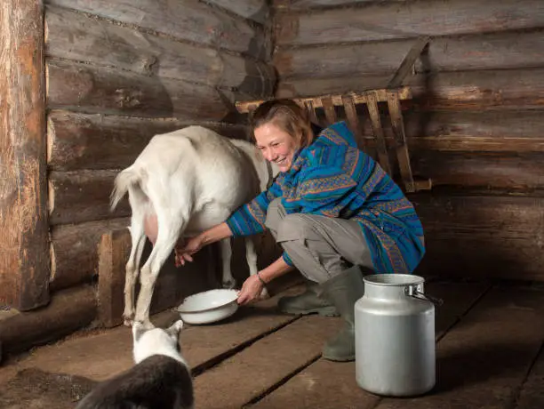 Laughing adult woman in boots and a jacket is holding a bowl in her hands and milking a goat next to a can and cat inside the cowshed