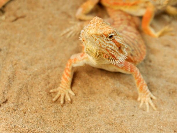 istock Pogona or Bearded dragon on sand 860918768