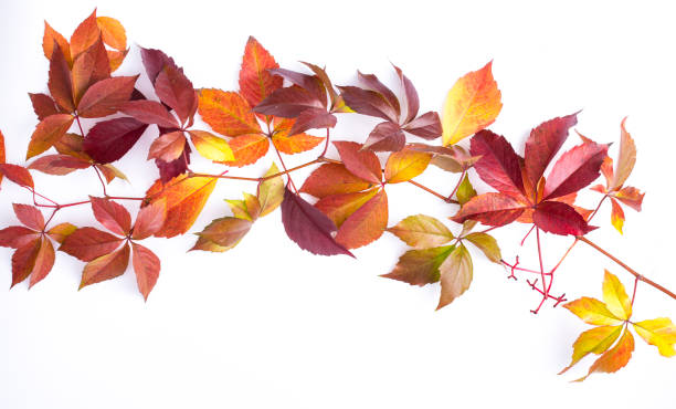 istock Autumn leaves isolated on white background 860919706