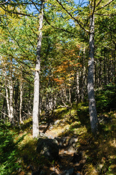istock Autumn Foliage of Mt. Fuji 860920434