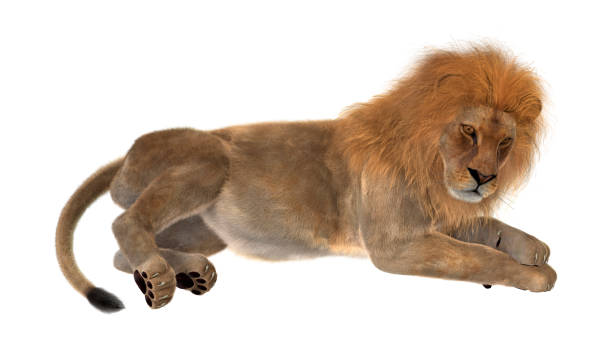 istock 3D rendering male lion on white 860923330
