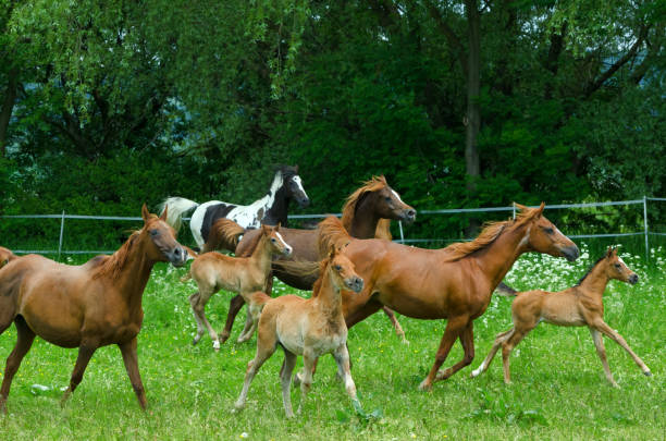 istock group of horses galloping on meadow with foals 860923372