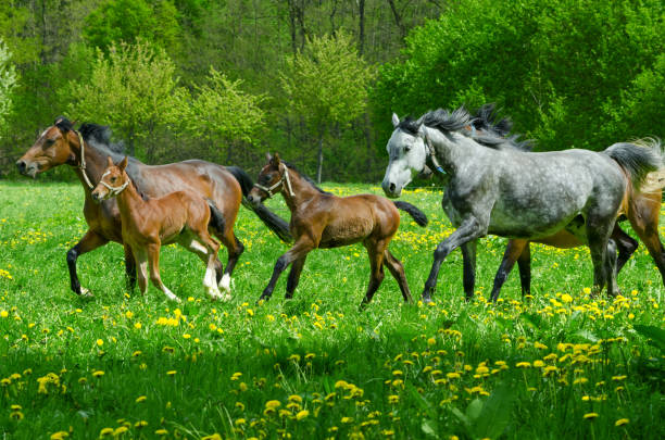 group of horses galloping on meadow with foals