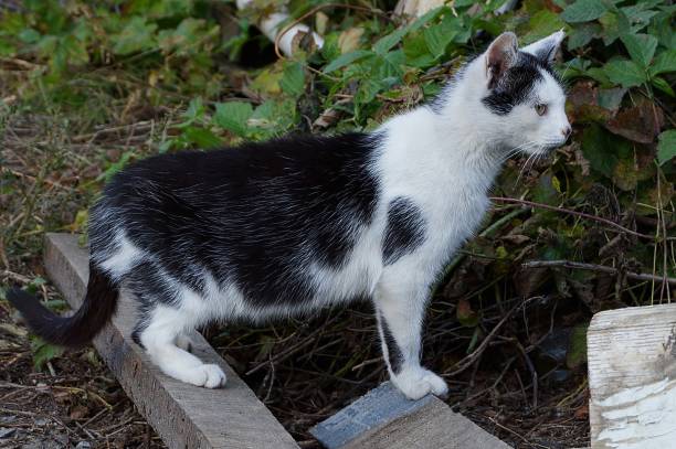 istock Spotted cat stands on a blackboard in the grass and looks 860923612