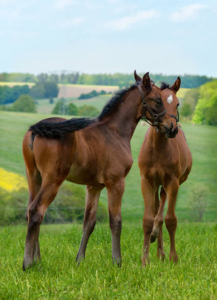 istock horse foal playing together on pasture 860923958