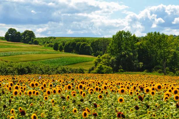 Fields of Sunflowers