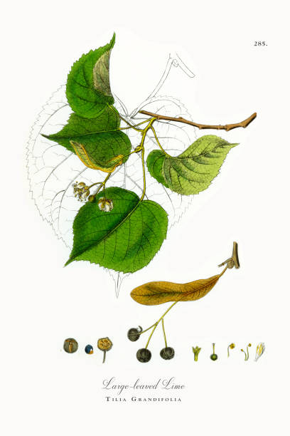 limonka wielkolistna, tilia grandifolia, wiktoriańska ilustracja botaniczna, 1863 - american beech stock illustrations